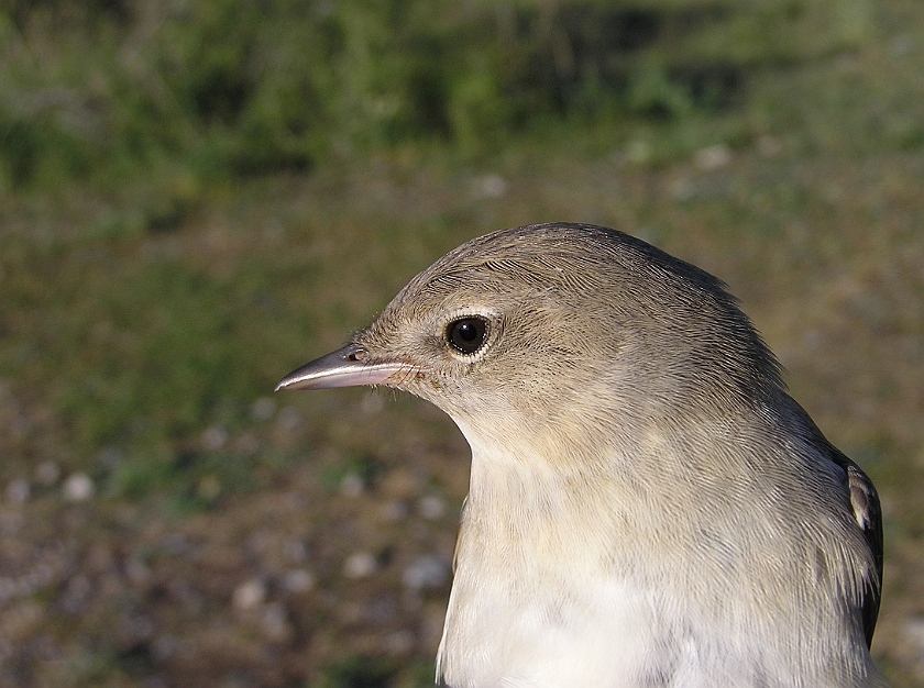 Garden Warbler, Sundre 20070608